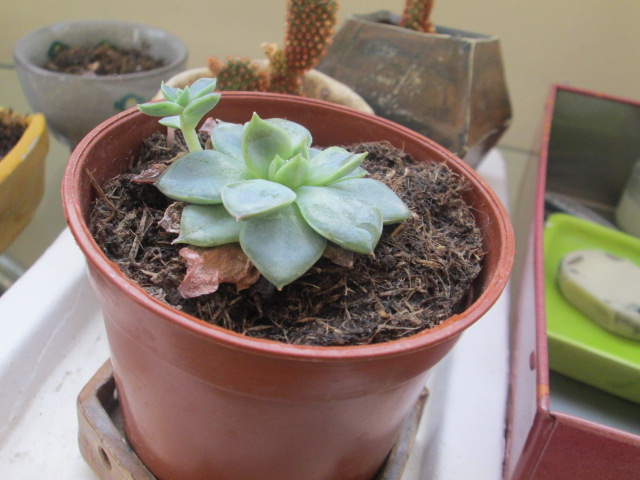 「可愛さに夢中」